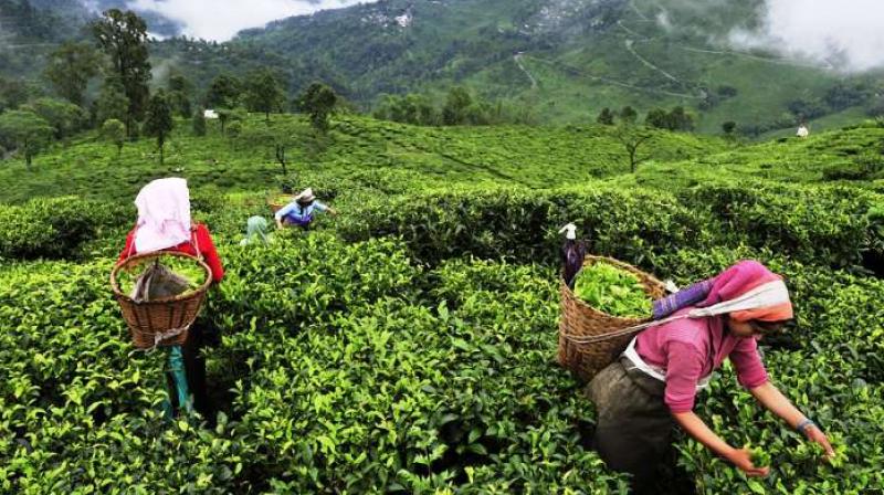 Guwahati Tea Auction Centre (GTAC) Guwahati Tea Auction Centre (GTAC)