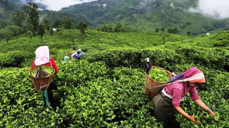  Guwahati Tea Auction Centre (GTAC)