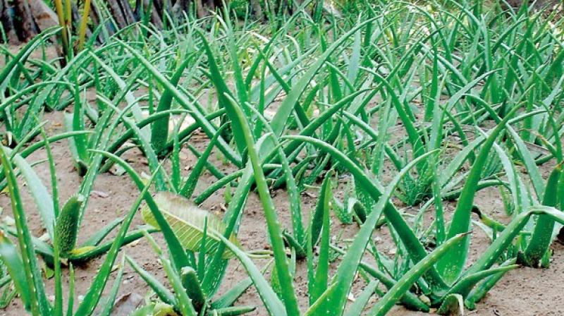 Aloe Vera Farming