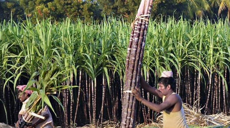 Sugarcane Cultivation