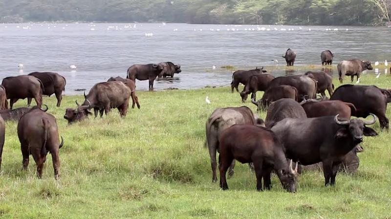buffalo feed buffalo feed