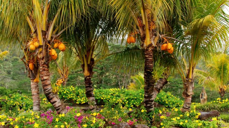 Coconut Farming Coconut Farming