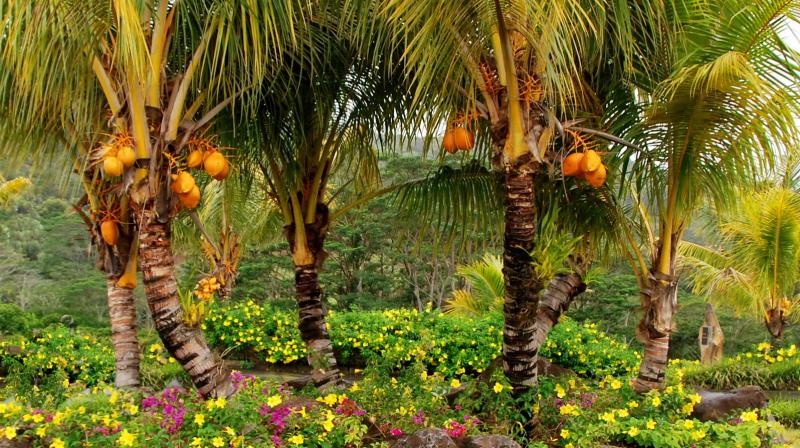 Coconut Farming