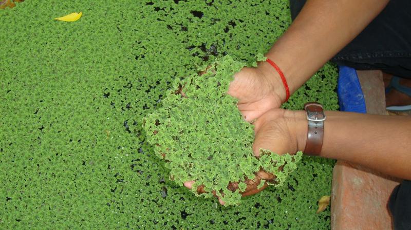 Azolla 