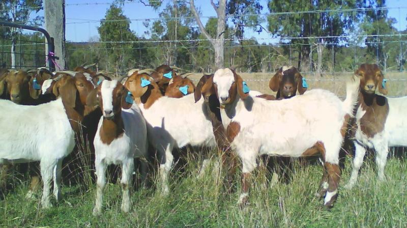 Goat rearing