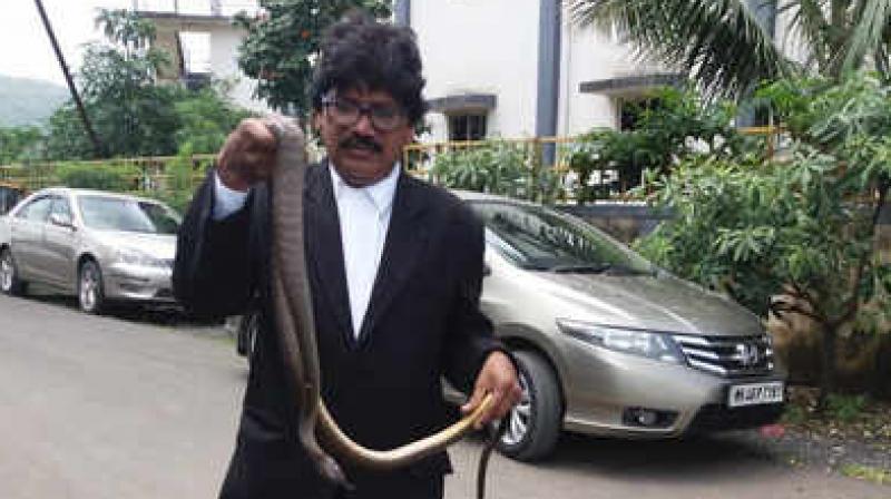 Rat snake rescued from Panvel court Rat snake rescued from Panvel court