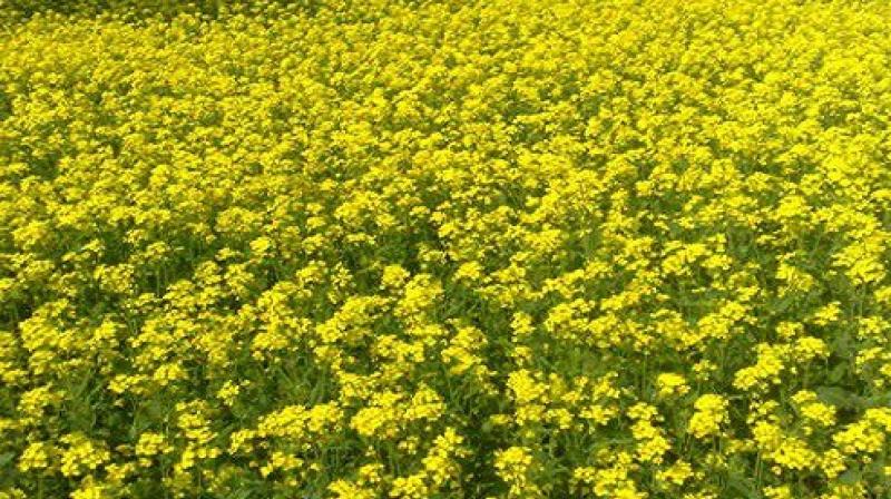 mustard mustard