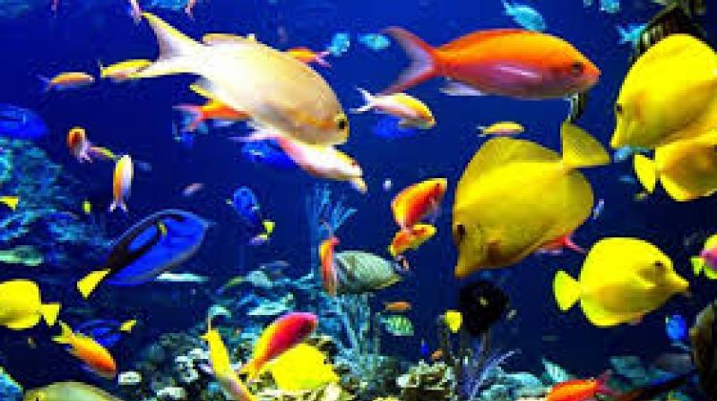  Ornamental Fish