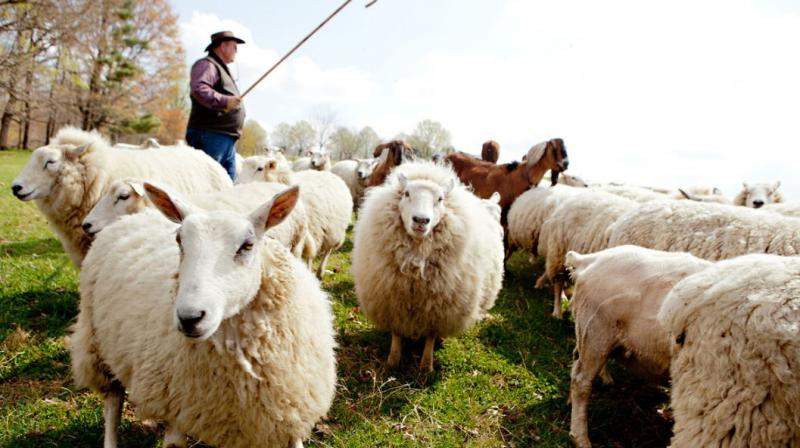 sheep farming