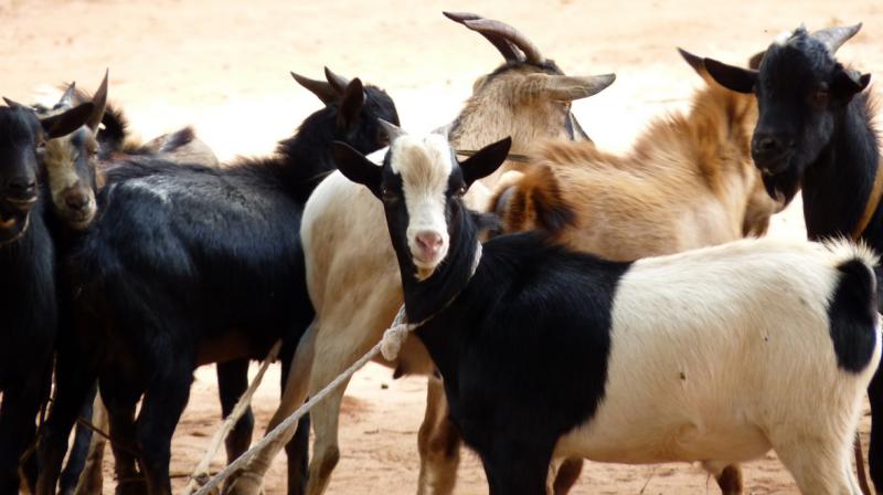 goat goat