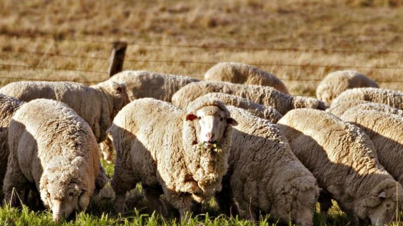 Sheep Farming Sheep Farming