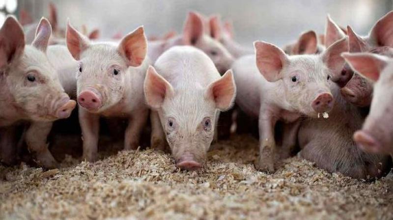 Pig Farming Pig Farming