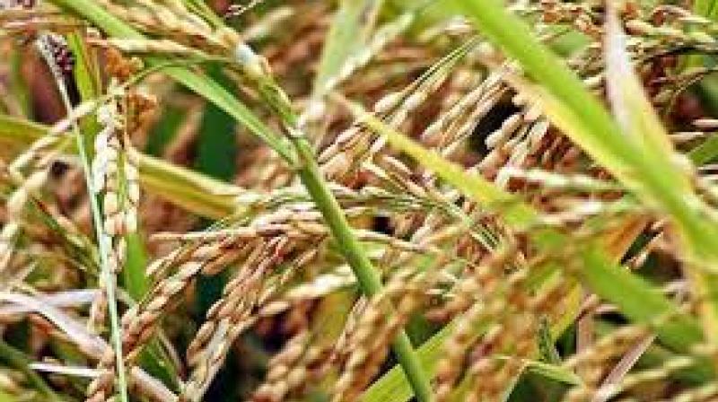 Kharif Kharif