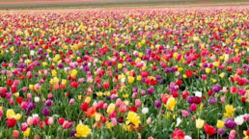 Flower Farming Flower Farming