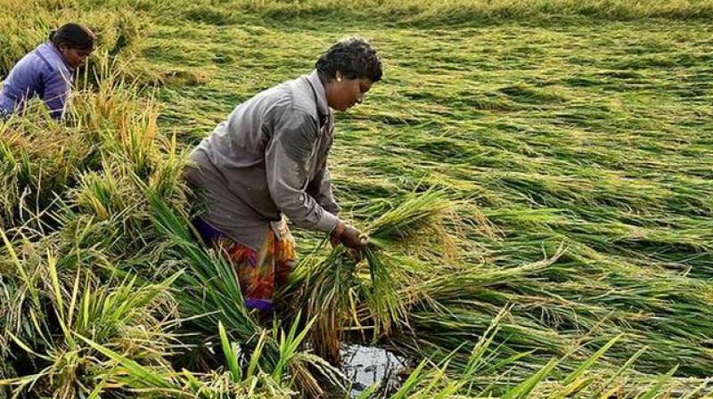 Paddy Crop Paddy Crop