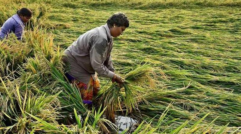 Paddy Crop