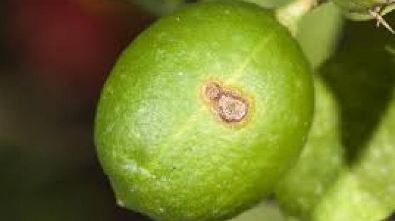 Citrus canker Citrus canker
