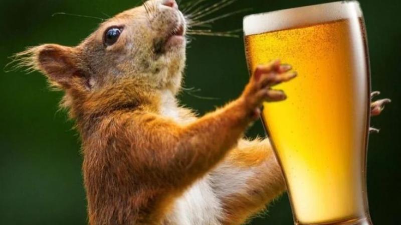 Rats Rats