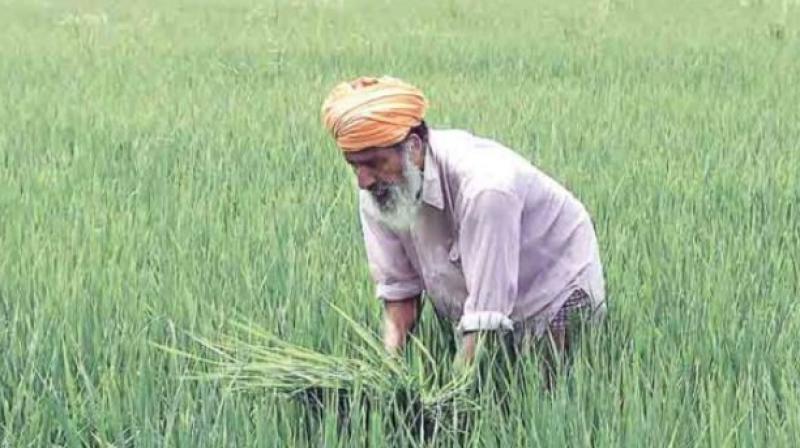 Paddy procurement in the state 281182.5 metric tonnes Paddy procurement in the state 281182.5 metric tonnes