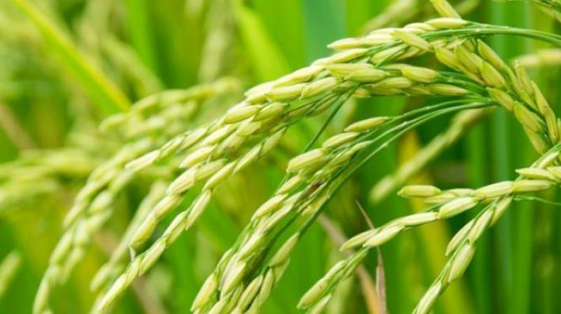 Paddy procurement of 1089174 metric tonnes in the state Paddy procurement of 1089174 metric tonnes in the state