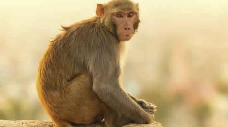 Monkey Monkey