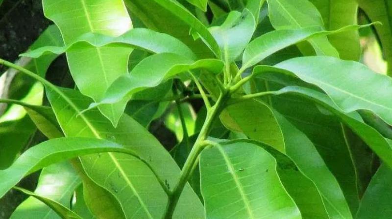 Mango leaves 