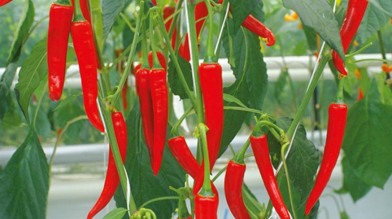 Red Chilli Red Chilli