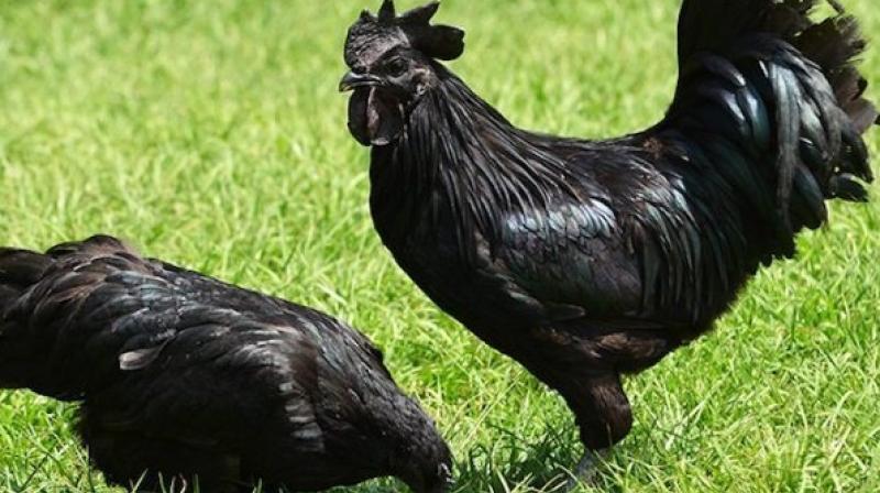 Kadaknath Chicken