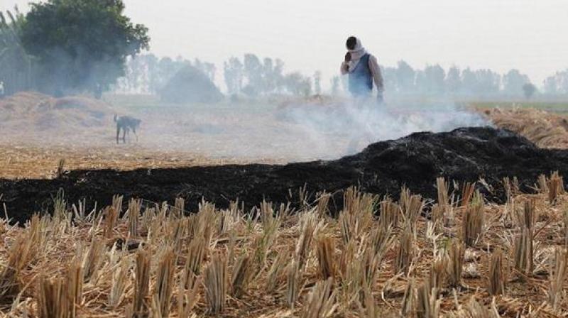 stubble burning