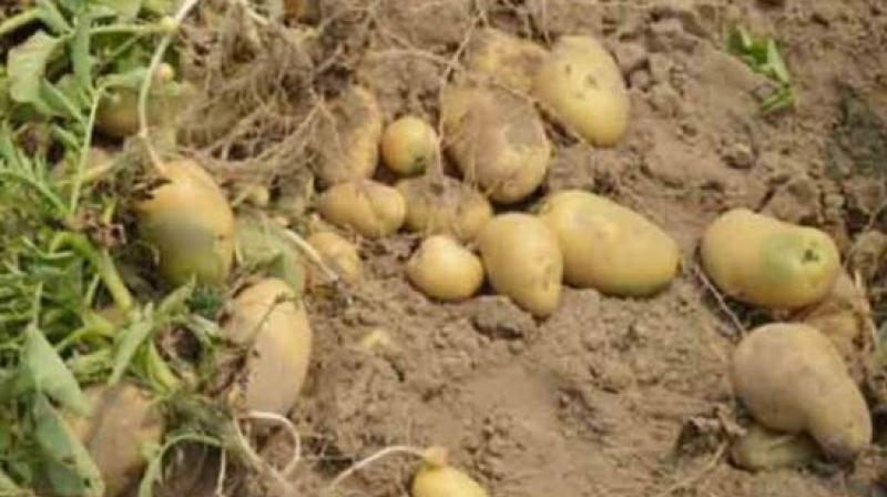 Potato Potato