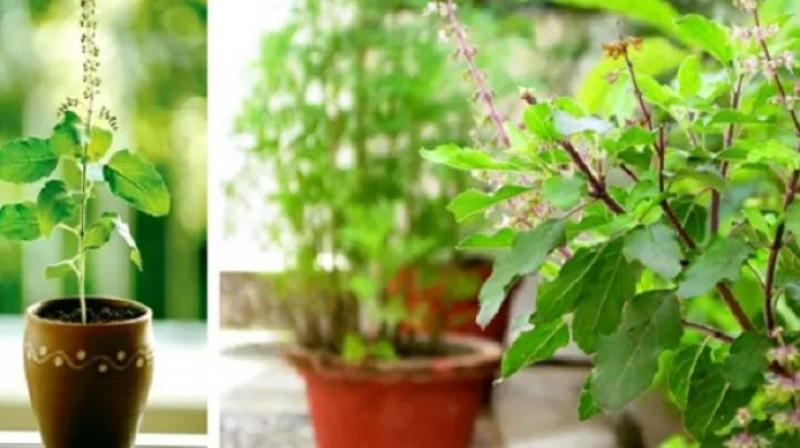 Tulsi Benefits