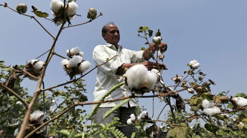 Cotton