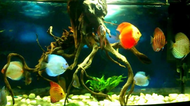aquarium