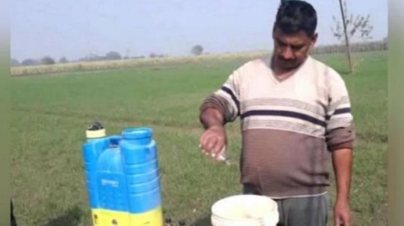 Farmers using liquor to increase potato production Farmers using liquor to increase potato production