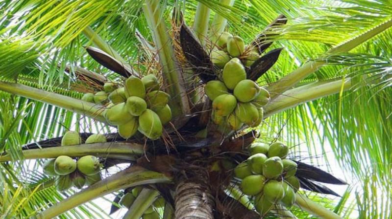 Coconut Farming