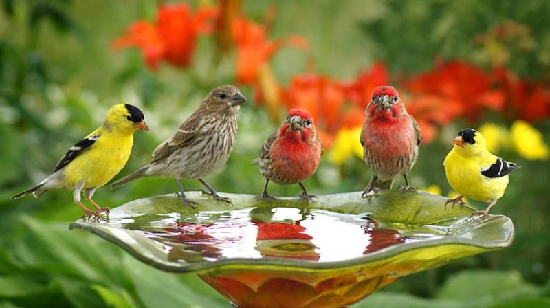 Birds Birds