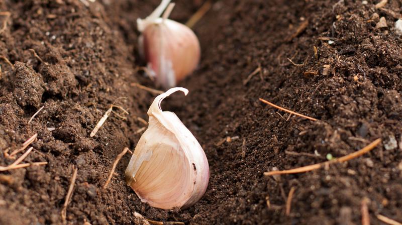 Garlic Farming Garlic Farming