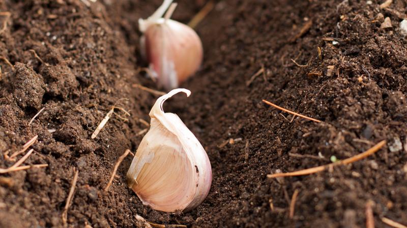 Garlic Farming