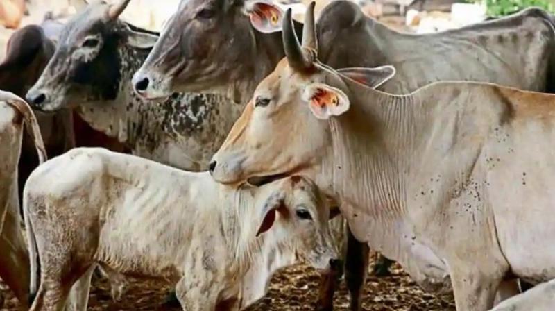 Cows Cows