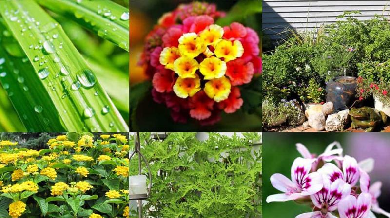 Plants Plants