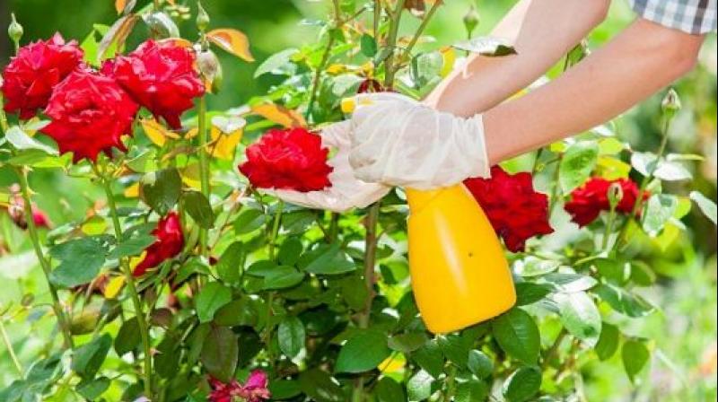 Rose Gardening Rose Gardening