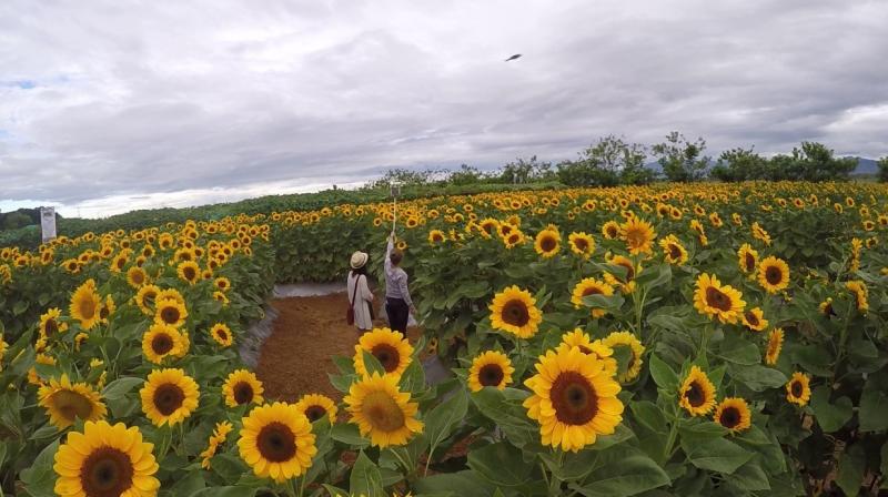 Sunflower Farming Sunflower Farming