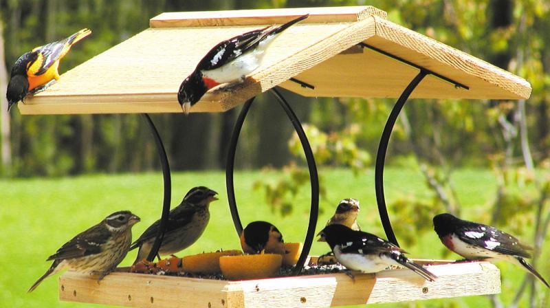 Bird Feeder Bird Feeder