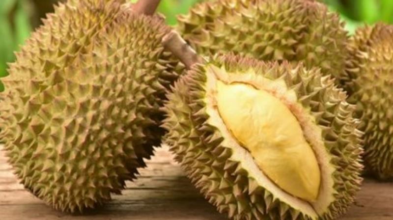 Durian Fruit Durian Fruit