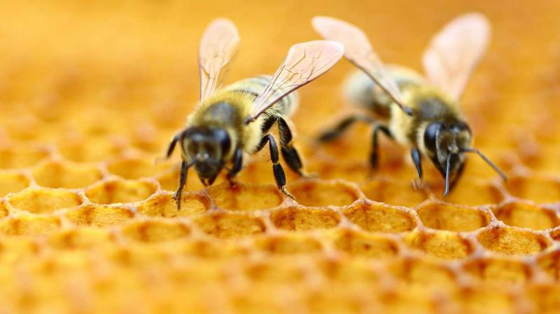 Bee Bee