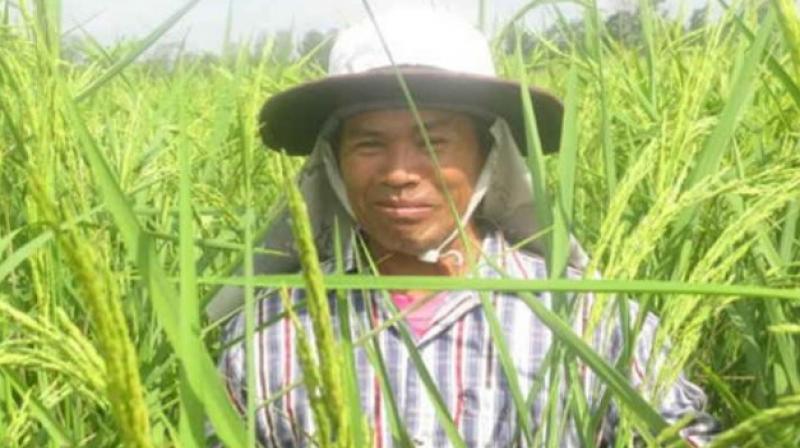 Produce Bumper Rice with old Technology