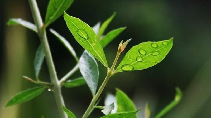 Mehndi Leaves