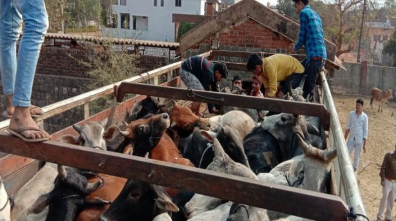 Demolition of cow Demolition of cow