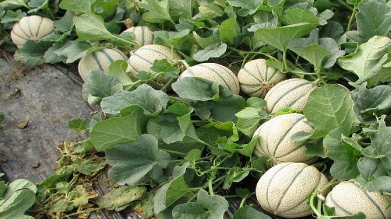 Melon Farming Melon Farming