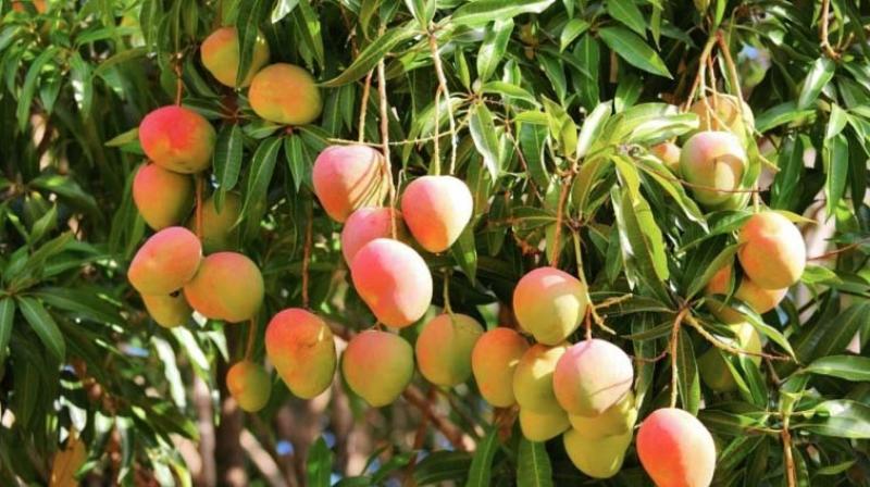 Mangos Mangos